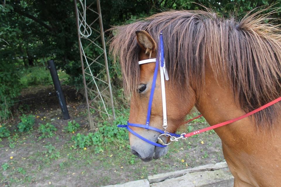 Mit Biothan udstyr - Trense i de islandske farver, Indsendt af Marlene Laursen. billede 8