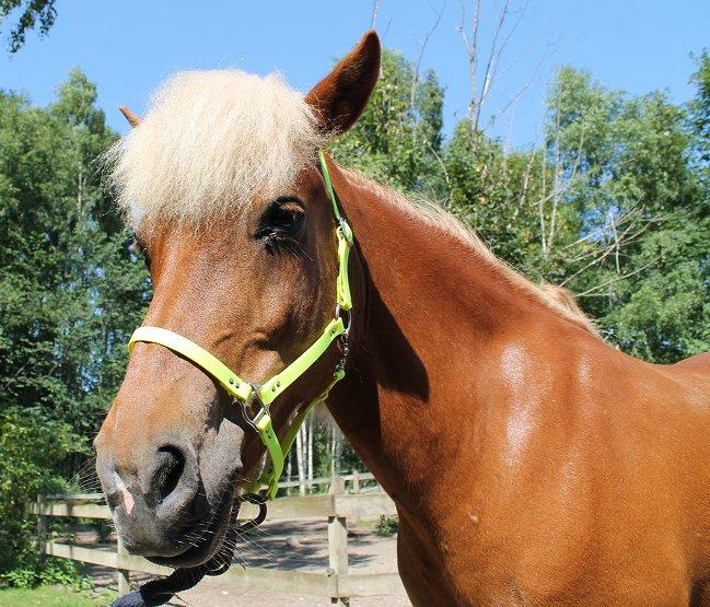 Mit Biothan udstyr - Neon gul grime på Kirsten Sonne Harilds hest Vina (Vina fra "Vina" bøgerne) billede 10