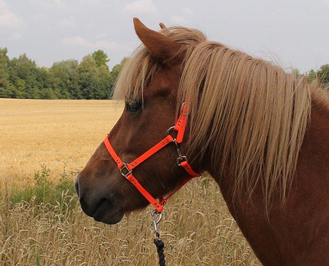 Mit Biothan udstyr - Neon Orange grime på Dynur ejet af Pernille Legind billede 11
