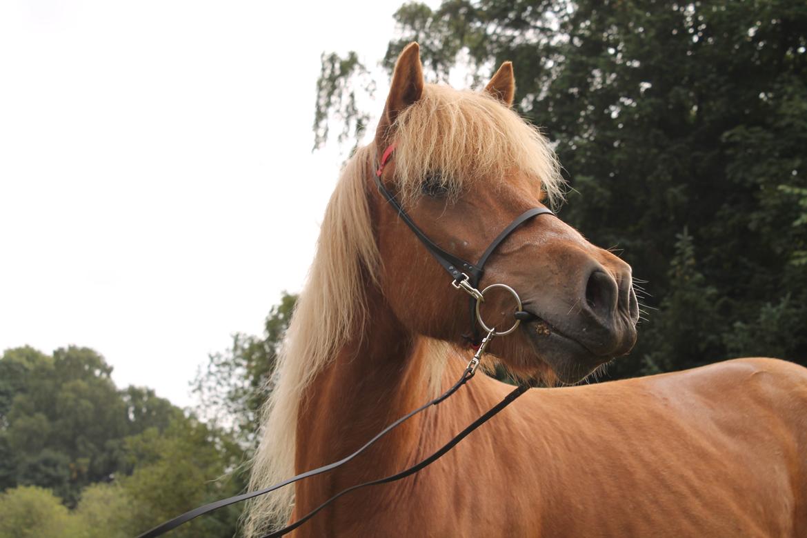 Mit Biothan udstyr - Trense med engelsk næsebånd og rødt pandebånd på Dynur, ejet af Pernille Legind billede 13