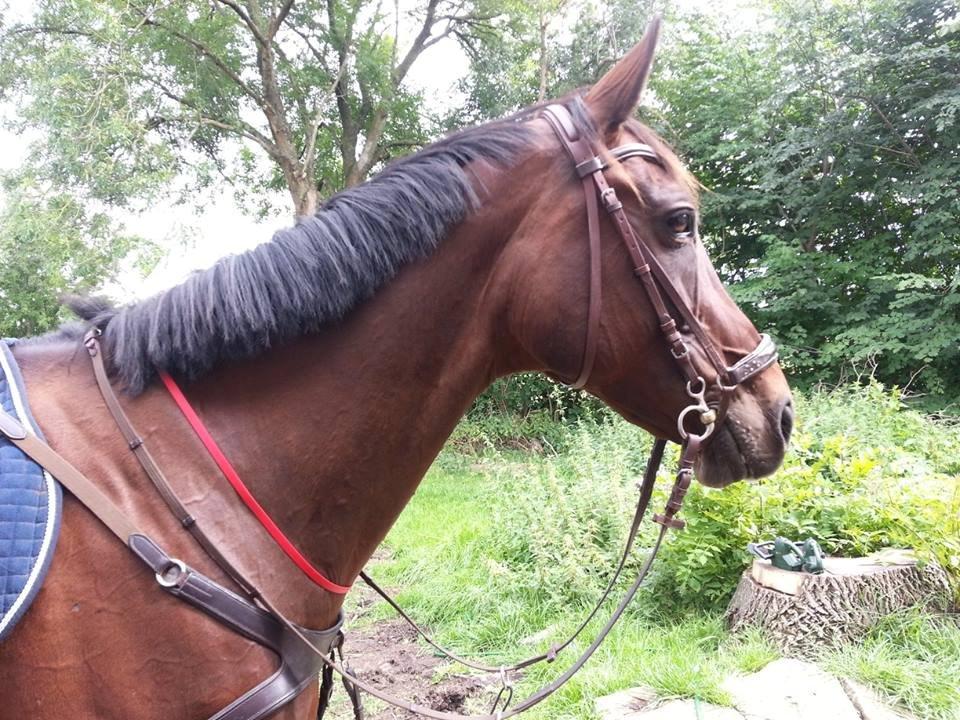 Mit Biothan udstyr - Springrem / Nødhåndtag indsendt af Maria Dahl billede 14