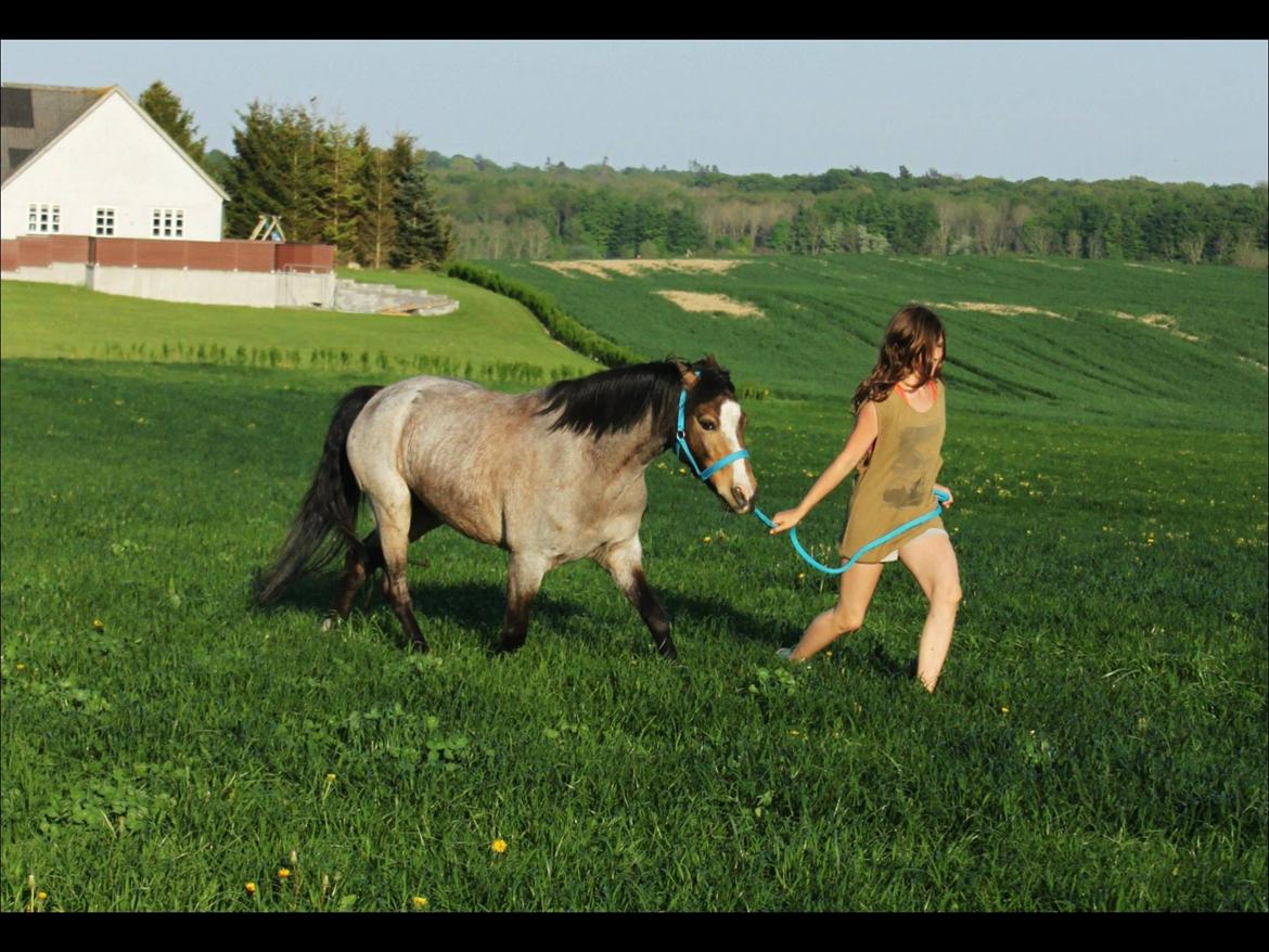 Når raps markerne er gulest, og græs markerne grønnest...<3 billede 5