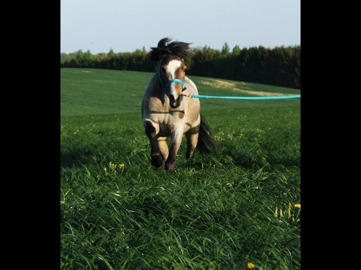 Når raps markerne er gulest, og græs markerne grønnest...<3 billede 1