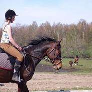 Heste gennem tidens løb