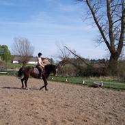 Heste gennem tidens løb