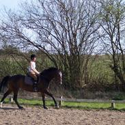 Heste gennem tidens løb