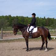 Heste gennem tidens løb