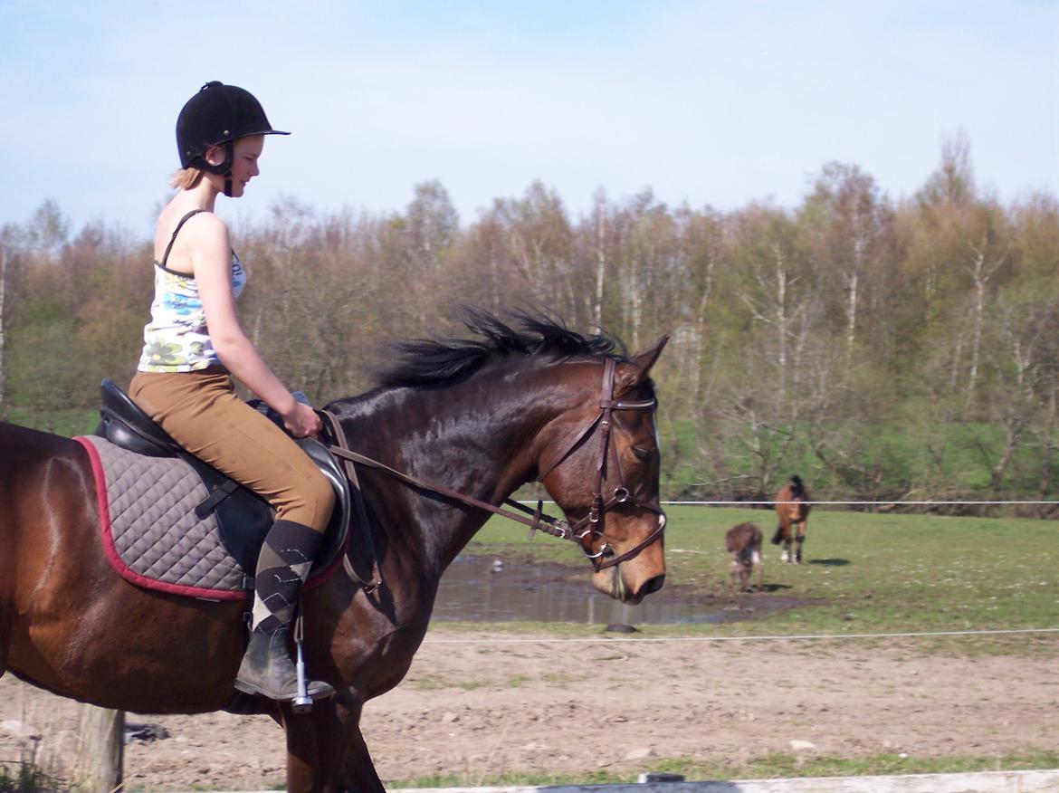 Heste gennem tidens løb - Rixta - 'Tidligere hest' billede 1