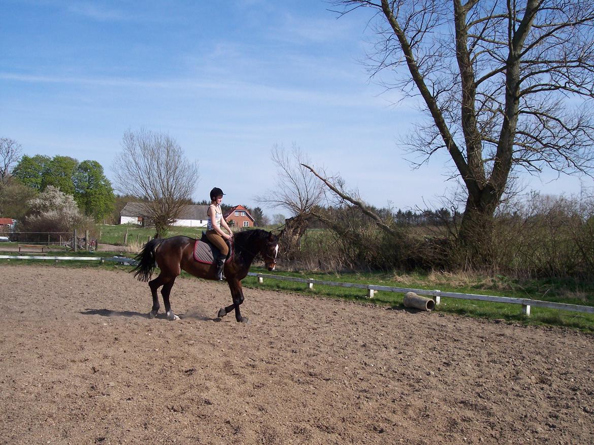 Heste gennem tidens løb - Rixta - 'Tidligere hest' billede 2