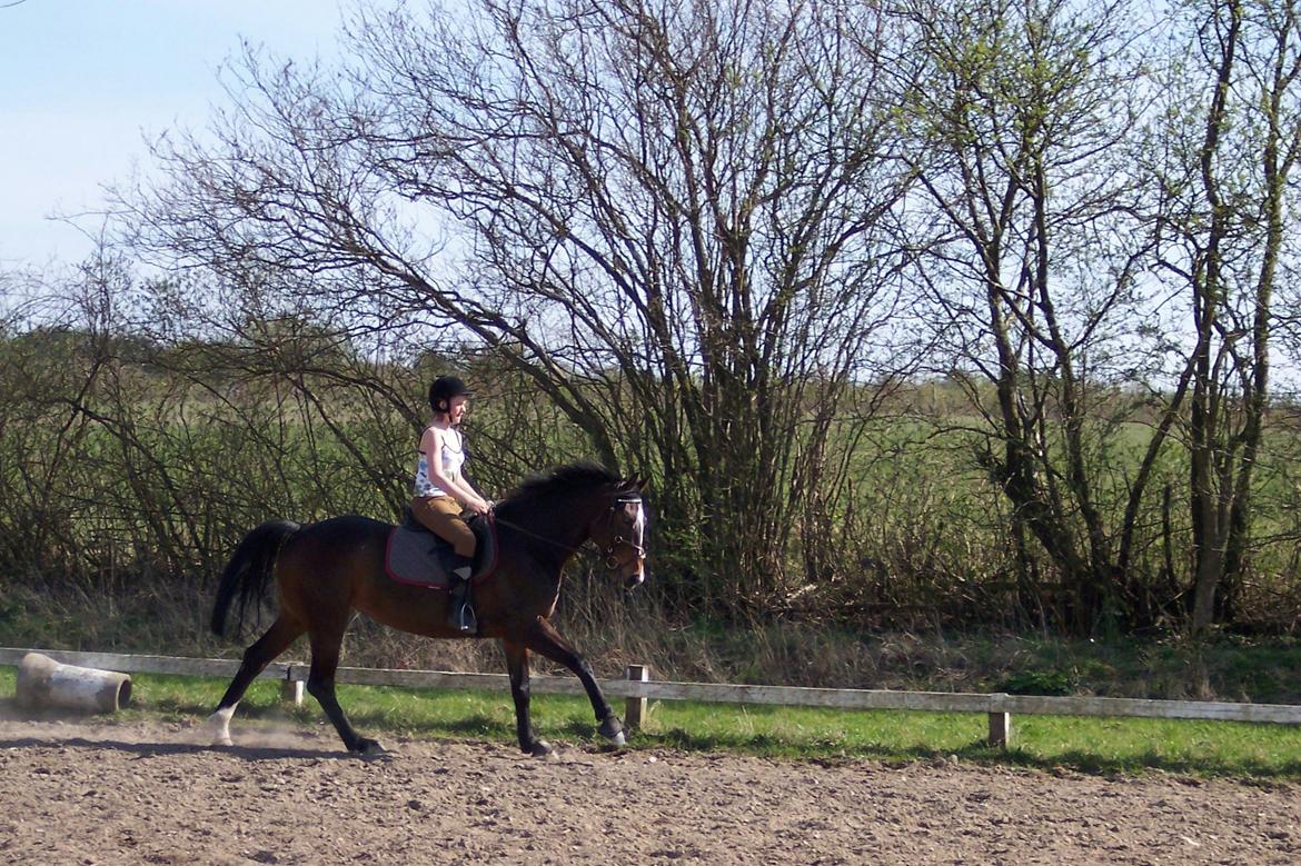 Heste gennem tidens løb - Rixta - 'Tidligere hest' billede 3