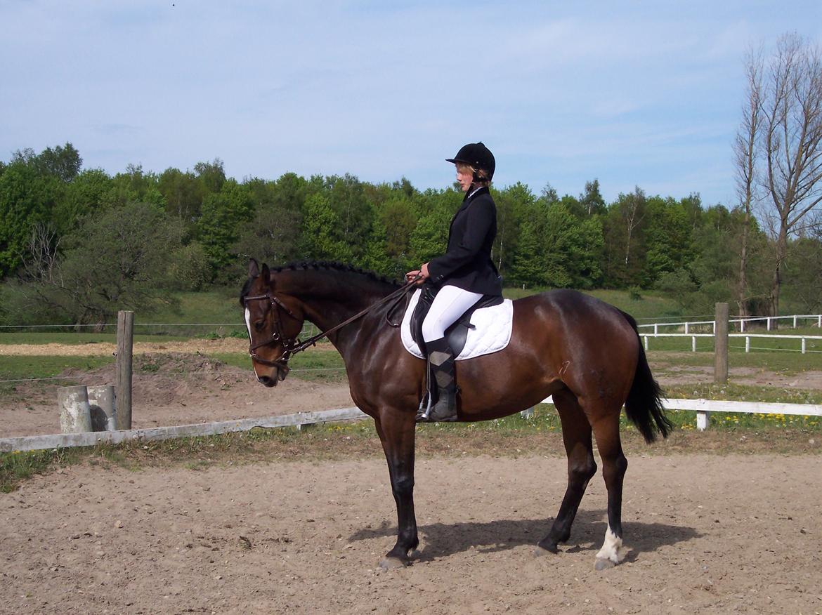 Heste gennem tidens løb - Rixta - 'Tidligere hest' billede 4