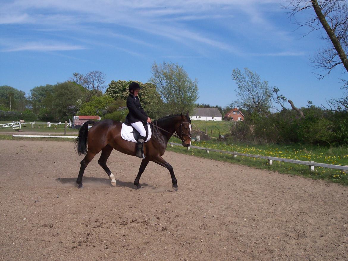 Heste gennem tidens løb - Rixta - 'Tidligere hest' billede 5