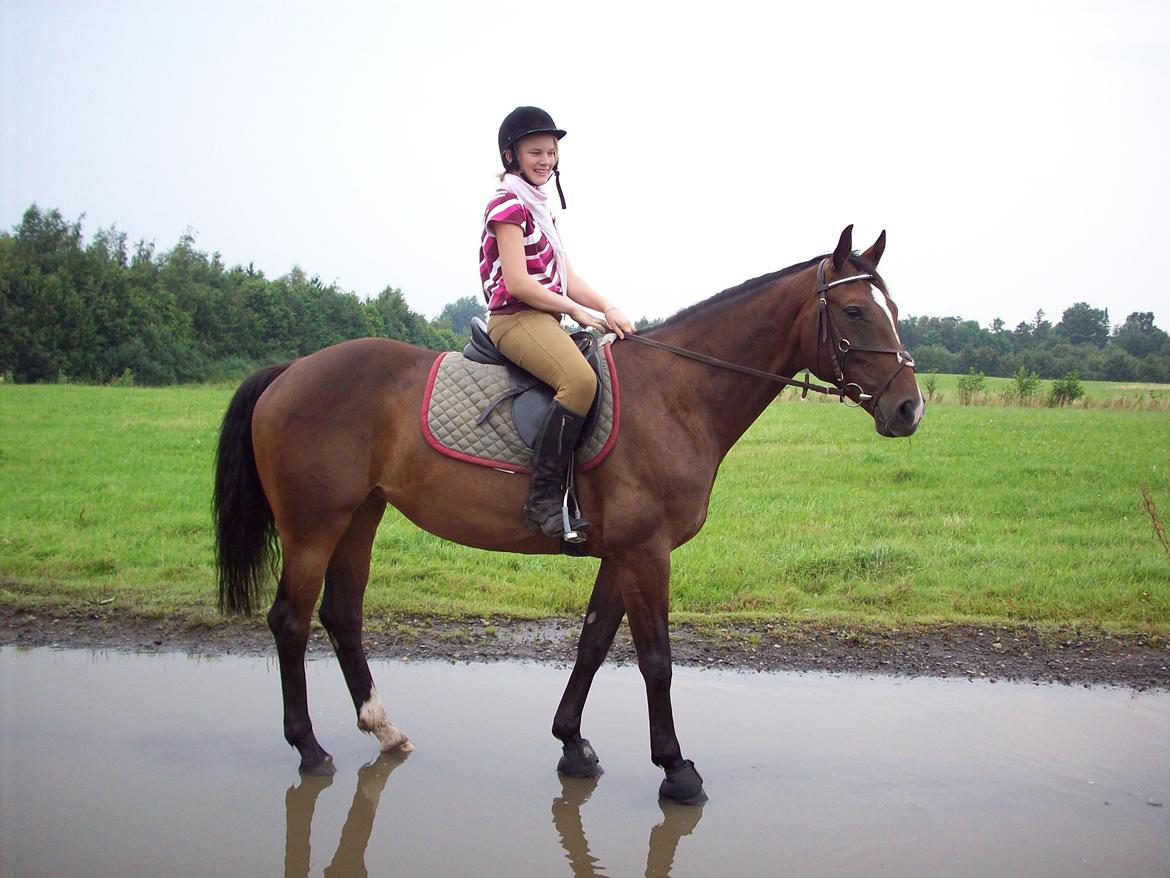 Heste gennem tidens løb - Rixta - 'Tidligere hest'
 billede 7