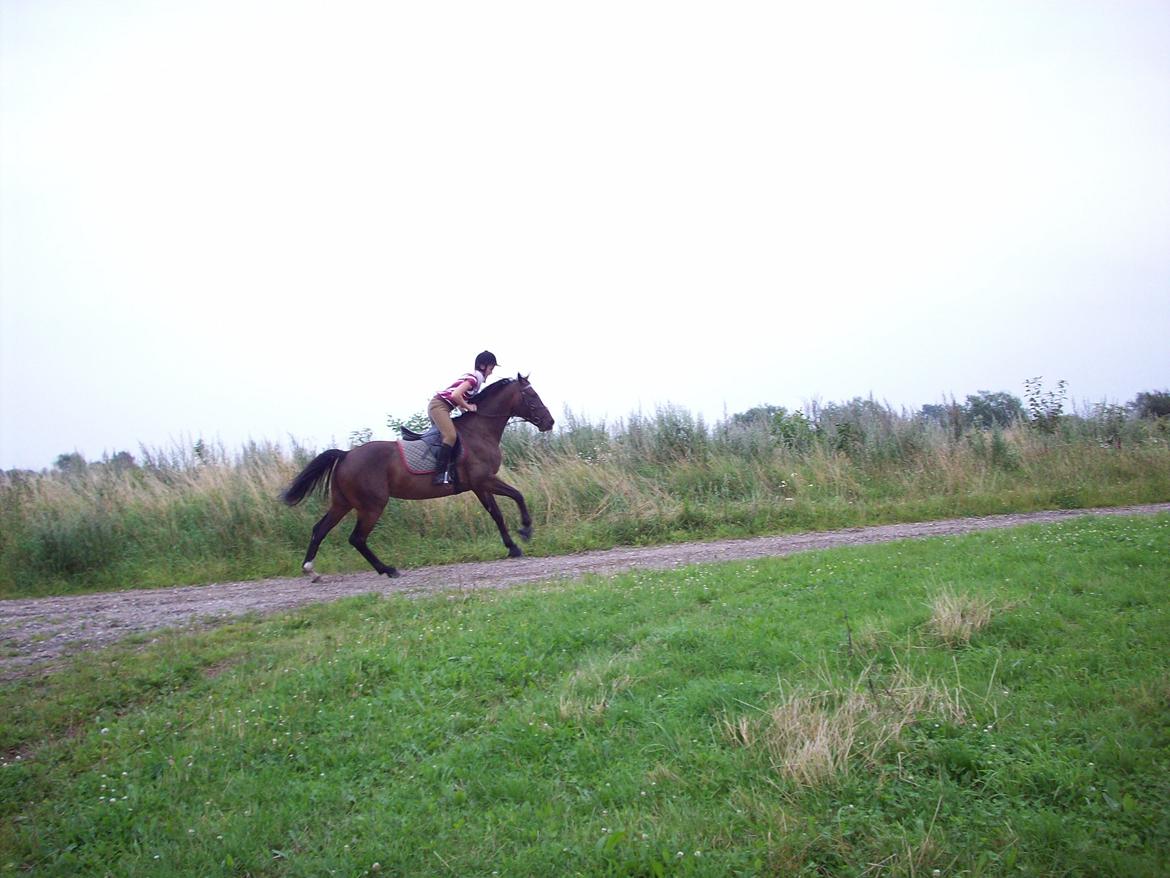 Heste gennem tidens løb - Rixta - 'Tidligere hest'
En fridag på marken. billede 8