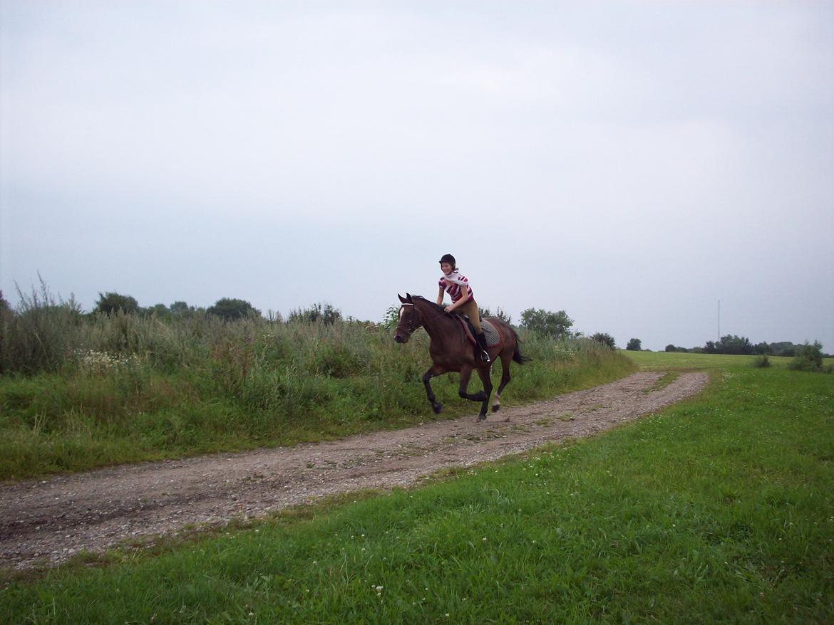 Heste gennem tidens løb - Rixta - 'Tidligere hest'
En fridag på marken. billede 9