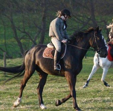 Heste gennem tidens løb - Platon - Salgshest billede 13