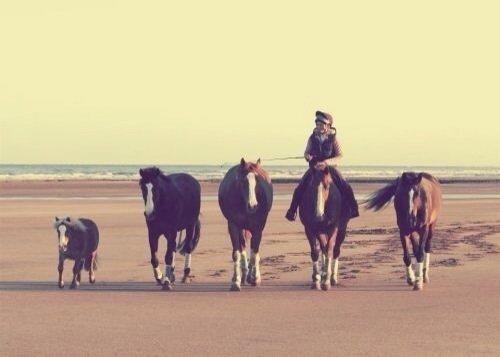 Heste Quotes. billede 37