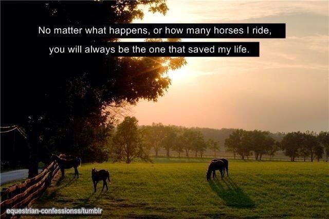 Heste Quotes. billede 36