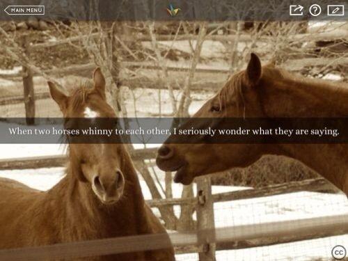 Heste Quotes. billede 34