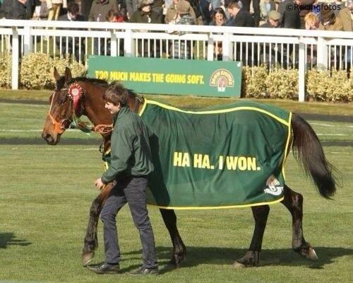 Heste Quotes. billede 32