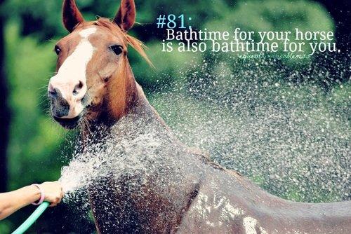 Heste Quotes. billede 9