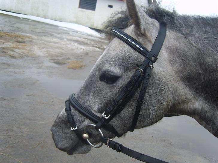 Zafir rider hjemme billede 26