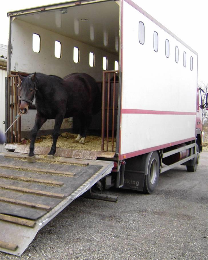 Lastbiler div. & Vores Hestetransporter - Bagenden kan sænkes for at sikre en tilpas lav læssehøje for hestene.. billede 8