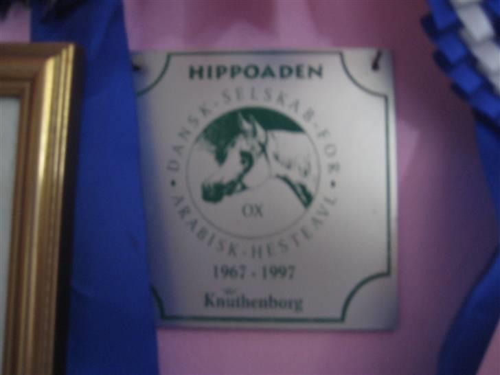Mine rosetter - Jeg er en af de yngste der nogen sinde har deltaget til Hippoaden (langdistance) i Knuthenborg. Det var i 1995 og jeg var 5 år gammel :D billede 50