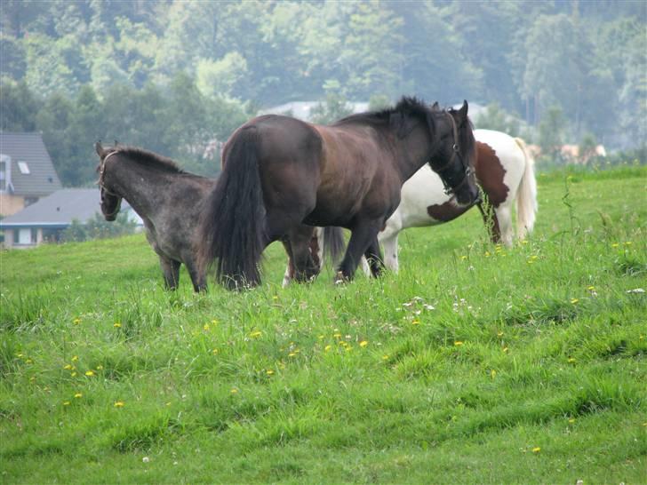 Østerlund Ridelejr - Elvis i forgrunden. Ham jeg red sidste år. billede 1