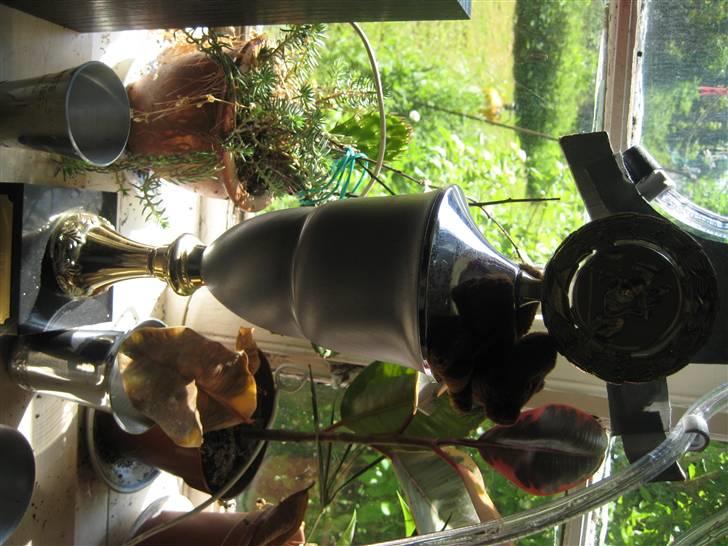 Mine rosetter billede 74