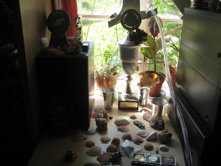 Mine rosetter - Min ene pokal, vase og 2x Baltic Cup plaquetter billede 77