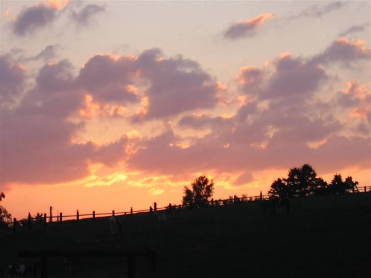 Østerlund Ridelejr - Smuk horisont. billede 8