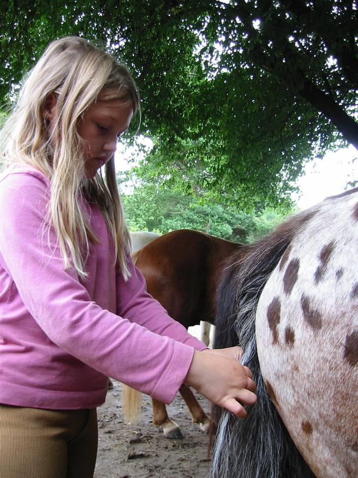 Østerlund Ridelejr - Strigling af hestene. Meget konsentreret. billede 9