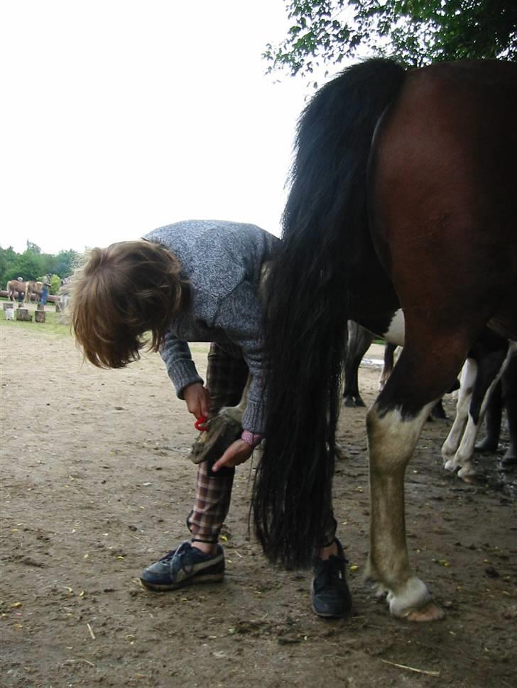 Østerlund Ridelejr - Strigling af hestene. billede 10
