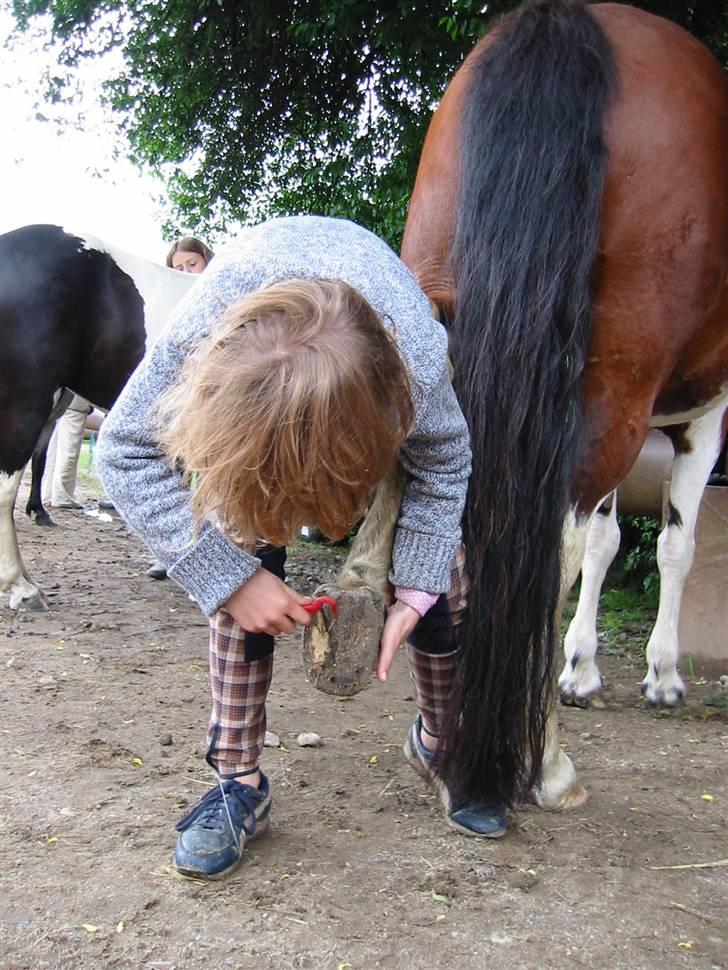 Østerlund Ridelejr - Strigling af hestene. billede 11