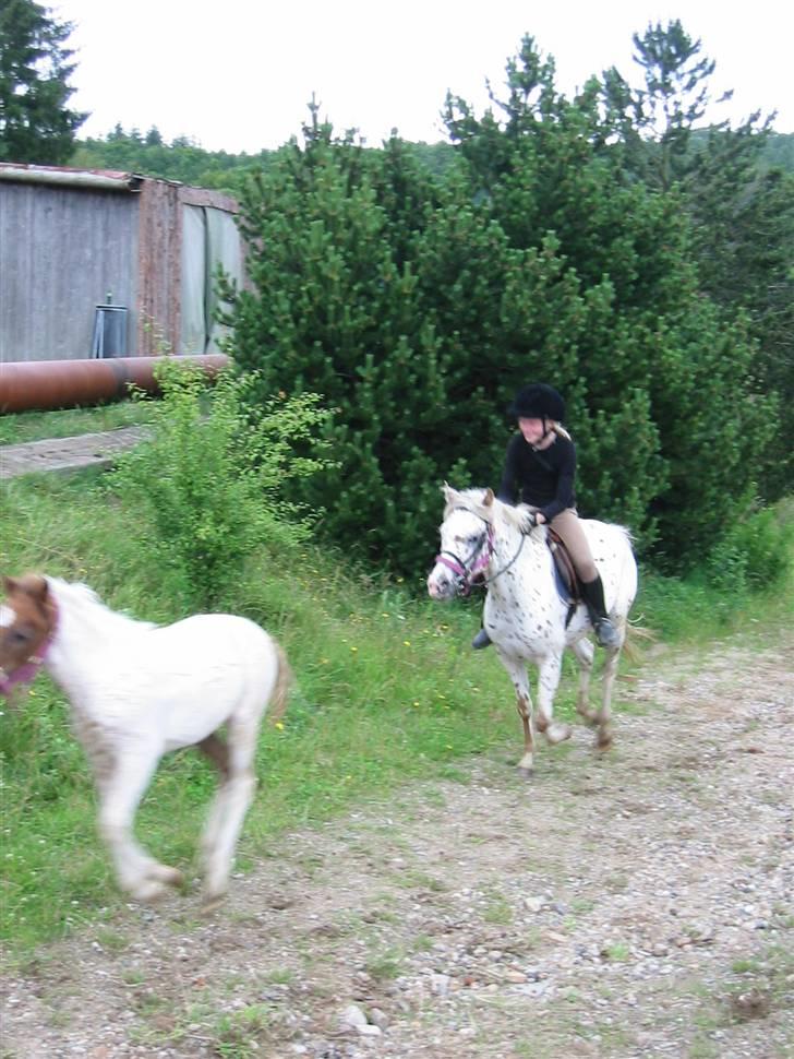 Østerlund Ridelejr billede 25