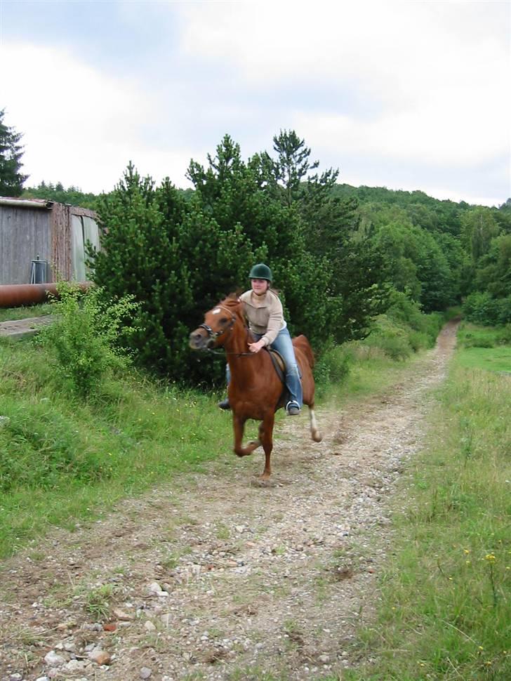 Østerlund Ridelejr - Gallopbanen billede 28