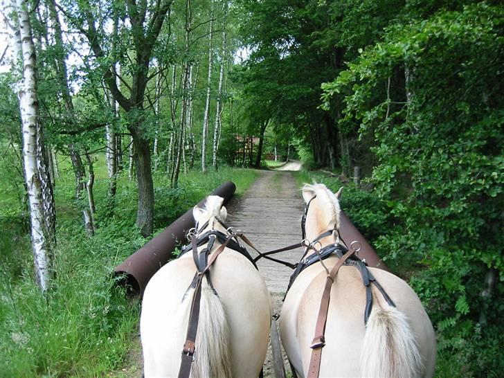 Østerlund Ridelejr billede 36