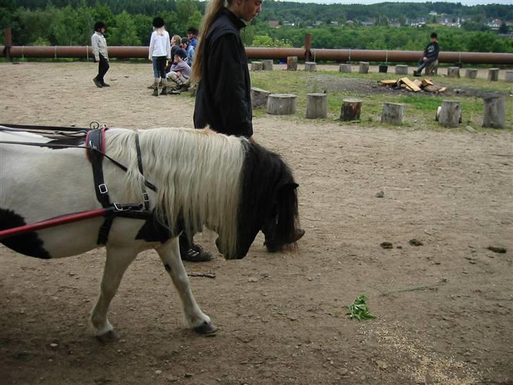 Østerlund Ridelejr billede 80