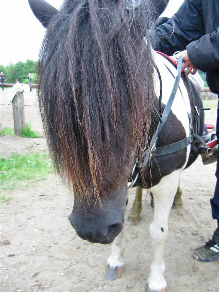 Østerlund Ridelejr billede 81