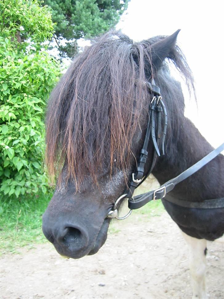 Østerlund Ridelejr billede 82