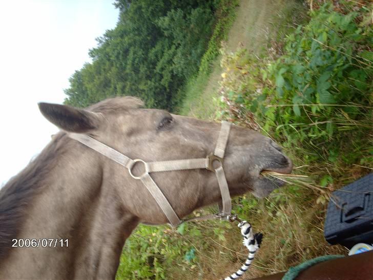 Østerlund Ridelejr billede 84