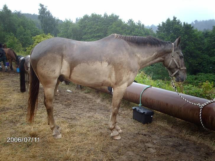 Østerlund Ridelejr billede 86