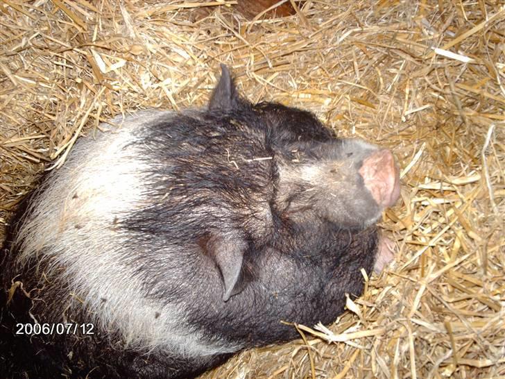 Østerlund Ridelejr billede 91