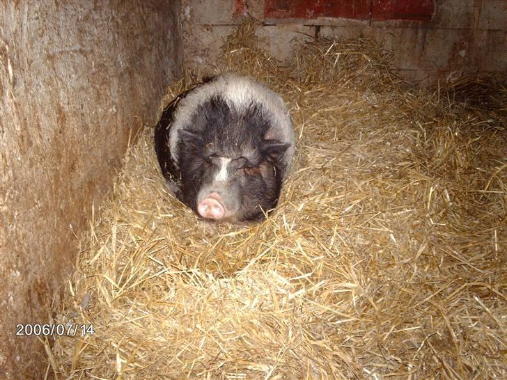 Østerlund Ridelejr billede 98