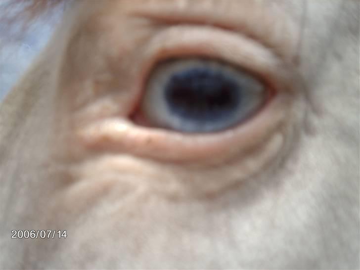 Østerlund Ridelejr billede 99