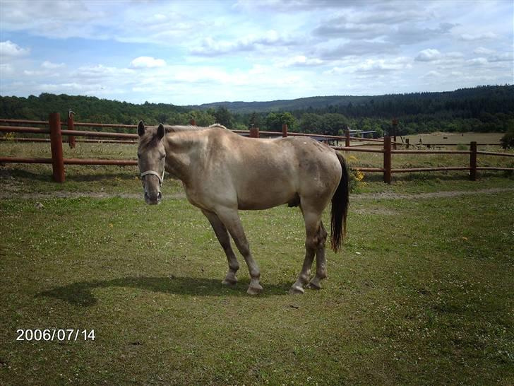 Østerlund Ridelejr billede 100