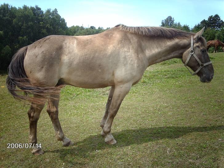 Østerlund Ridelejr billede 101