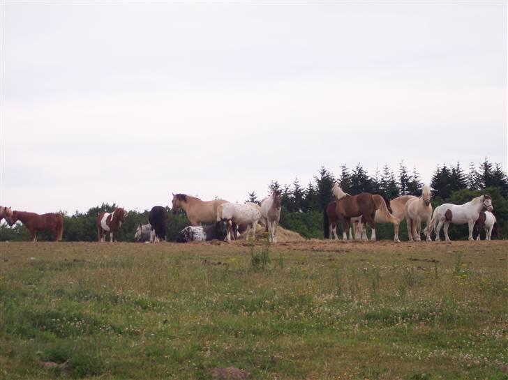 Østerlund Ridelejr billede 105