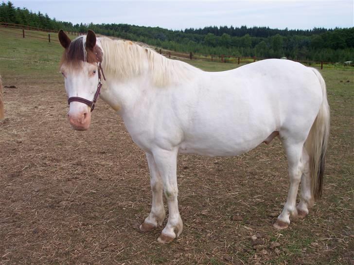 Østerlund Ridelejr billede 106